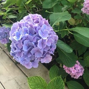 Meet your Posher, Anne